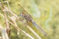 Crocothemis erythraea